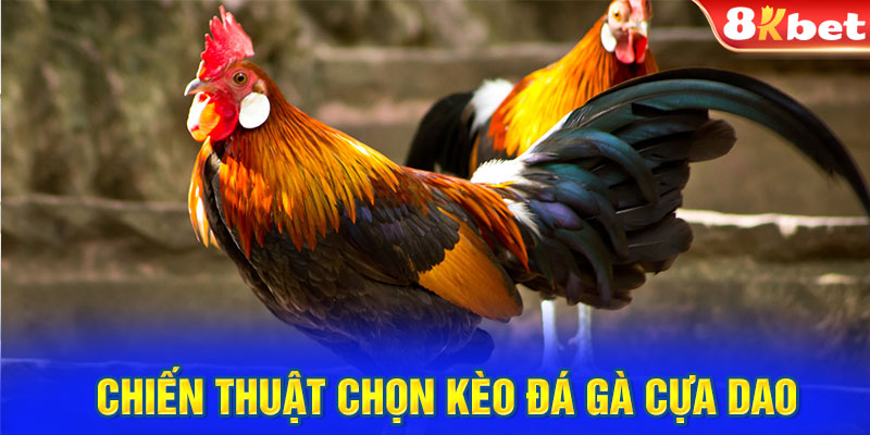 Chiến thuật chọn kèo đá gà cựa dao luôn thắng 