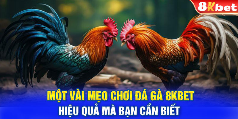 Một vài mẹo chơi đá gà 8KBET hiệu quả mà bạn cần biết